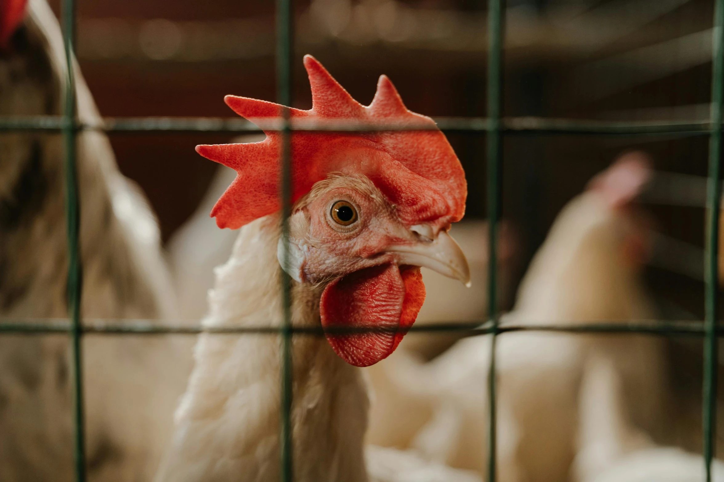 a close up of a chicken in a cage, trending on pexels, white neck visible, lachlan bailey, alessio albi, rectangle