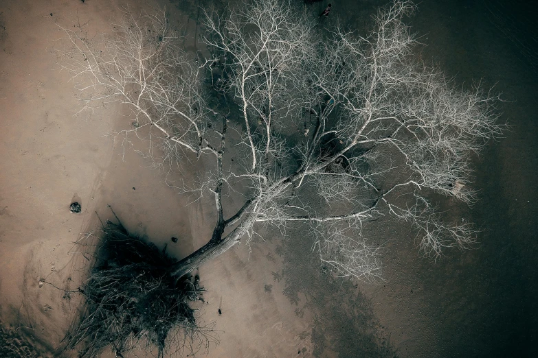 a black and white photo of a bare tree, an album cover, by Lee Loughridge, unsplash contest winner, land art, dji top down view, brown water, ( apocalyptic ) 8 k, australian tonalism escher