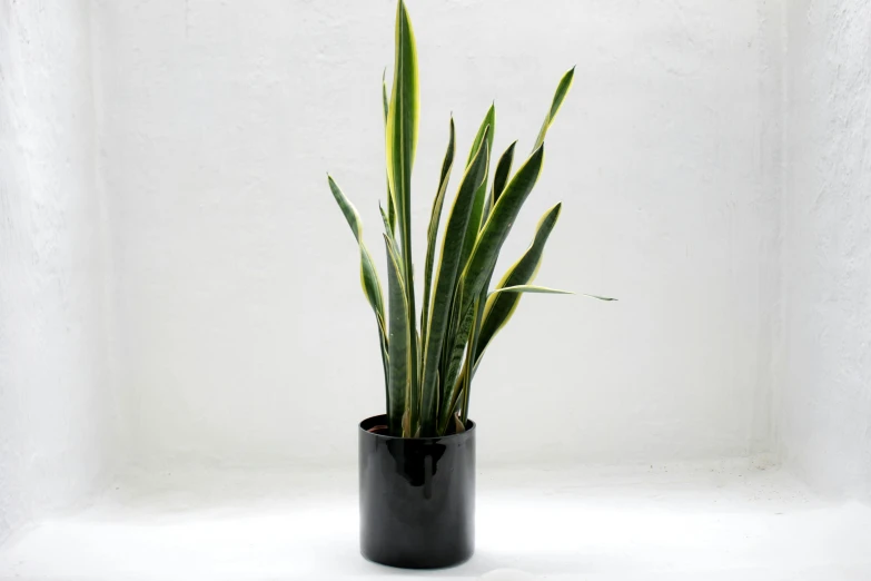 a potted plant sitting on a window sill, by Carey Morris, minimalism, black resin, extremely polished, slight yellow hue, o'neill cylinder