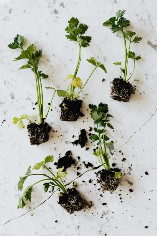 a bunch of plants that are growing out of the ground, flatlay, ready to eat, tall shot, hanging