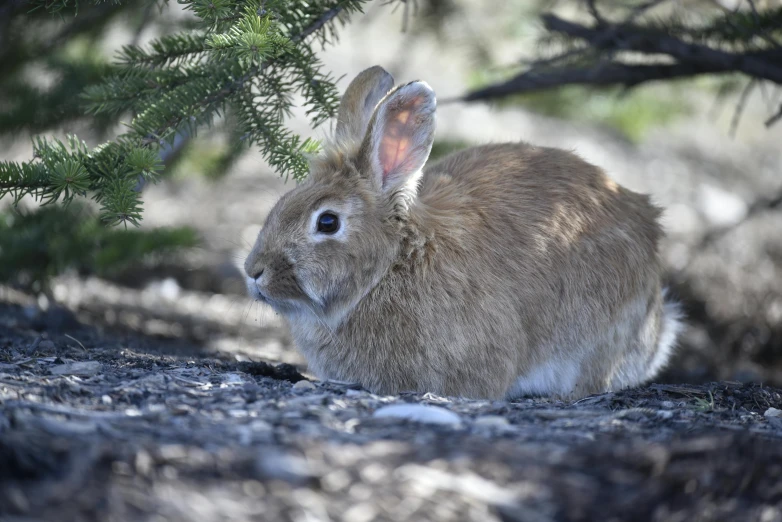 a rabbit that is sitting in the dirt, in an arctic forest, photograph, illustration »