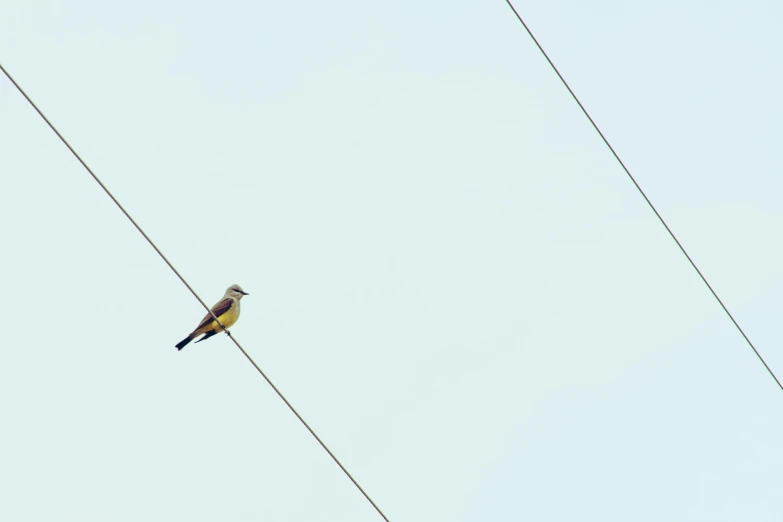 a small bird sitting on top of a power line, by Peter Churcher, trending on pexels, minimalism, chartreuse and orange and cyan, the shrike, brown, minimalissimo