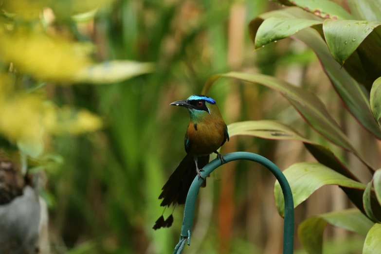 a small bird sitting on top of a metal chair, lush surroundings, blue and green, te pae, birds of paradise