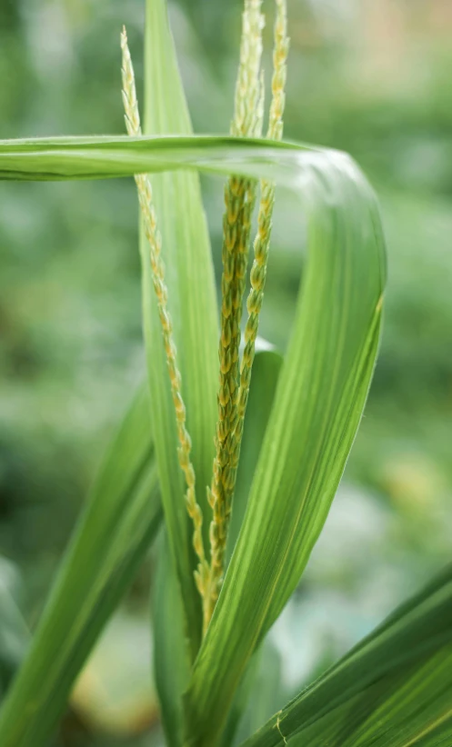 a close up of a stalk of corn, by Robert Brackman, wet grass, coated pleats, multi-part, osr