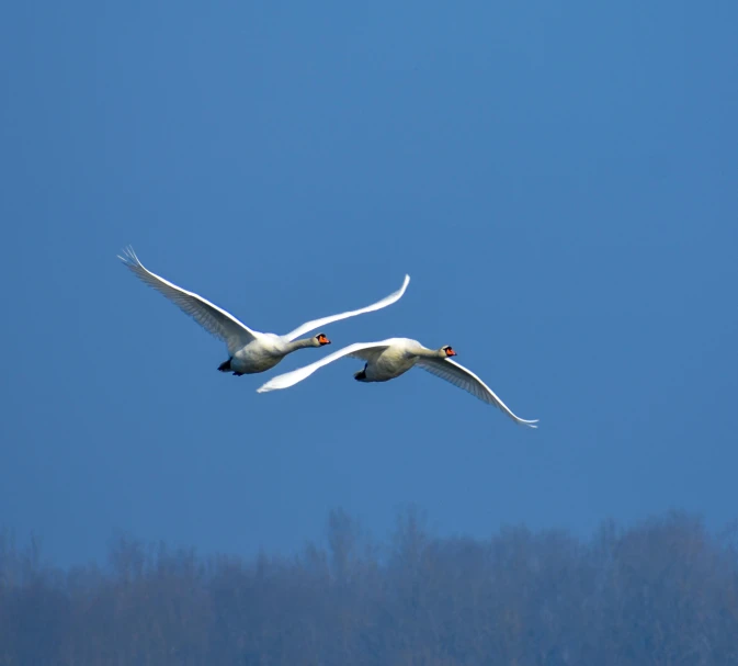 a couple of birds flying through a blue sky, by Andries Stock, pexels contest winner, swans, albino, iu, slide show