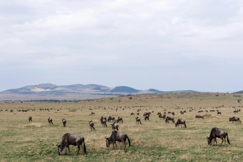 a herd of animals standing on top of a grass covered field, pexels contest winner, great migration, panoramic, very kenyan, grey