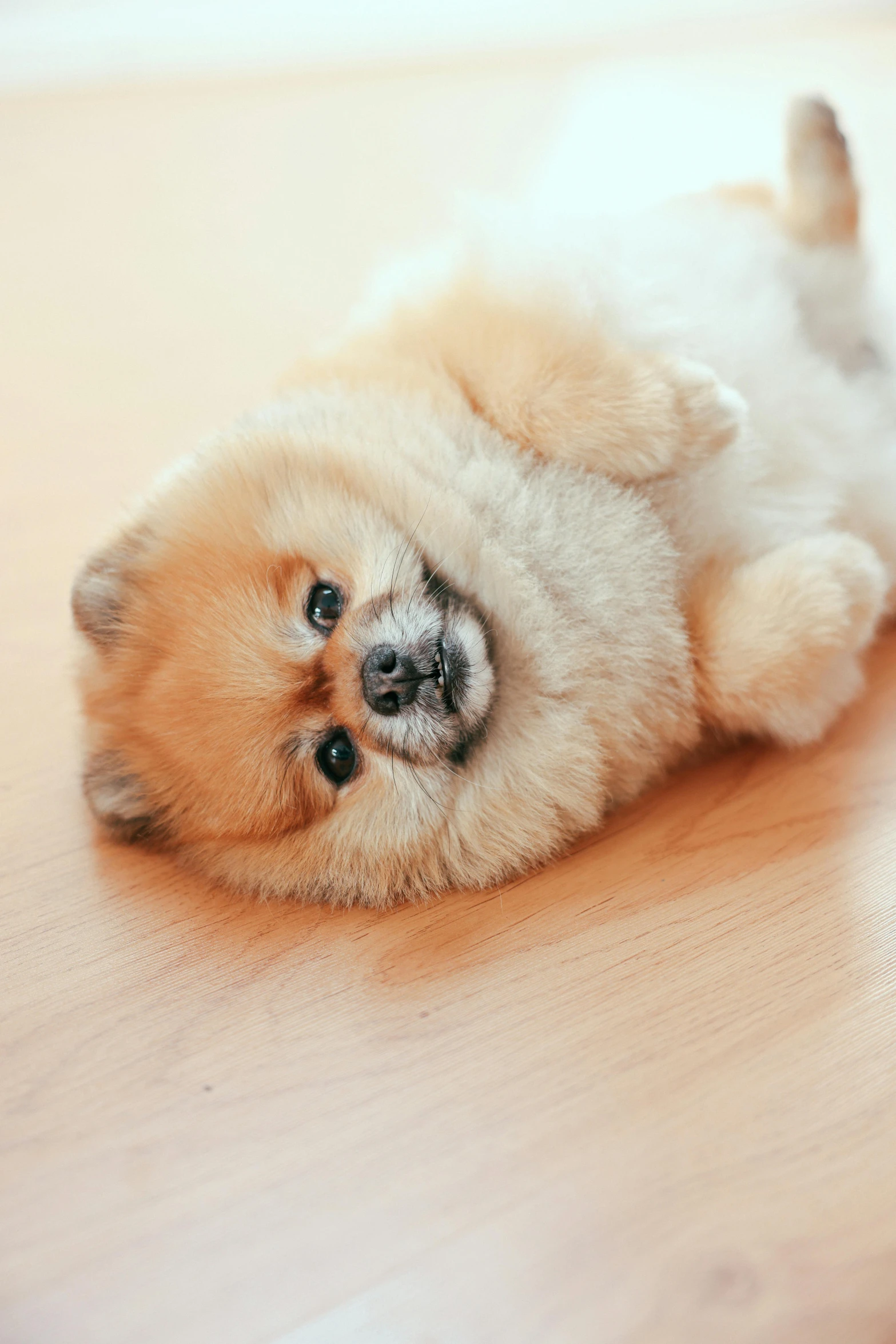 a small brown dog laying on top of a wooden floor, trending on reddit, mingei, pomeranian, cute! c4d, square, realistic photo”