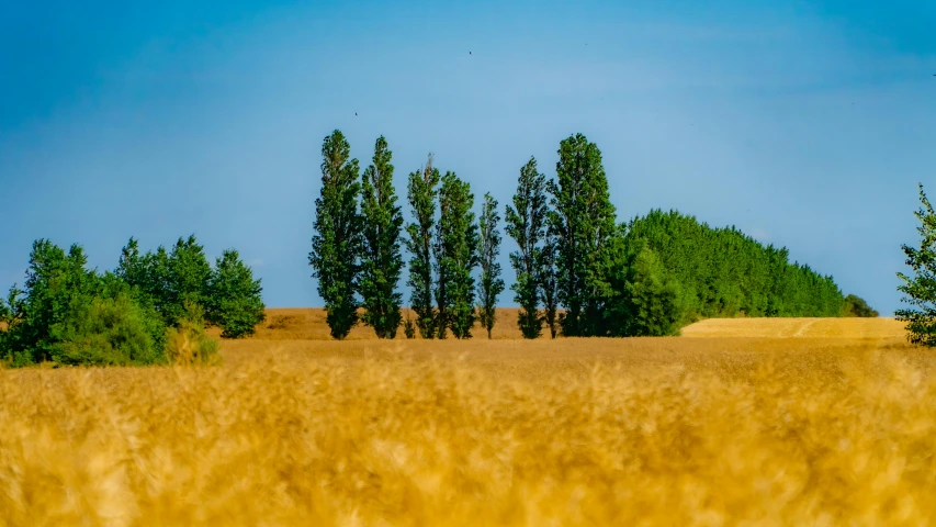 a field of tall grass with trees in the background, by Andries Stock, pexels contest winner, land art, traveling in france, linden trees, plain background, seen from a distance