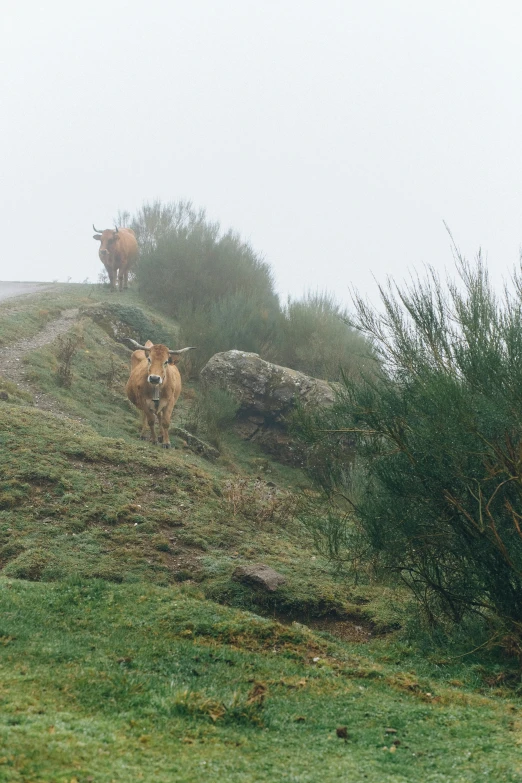 a herd of cattle standing on top of a lush green hillside, a picture, happening, foggy rainy day, portugal, julia sarda, 2 5 6 x 2 5 6 pixels