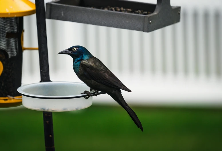 a black bird sitting on top of a bird feeder, by Paul Bird, pexels contest winner, hurufiyya, blue, brown, extremely handsome, low quality photo