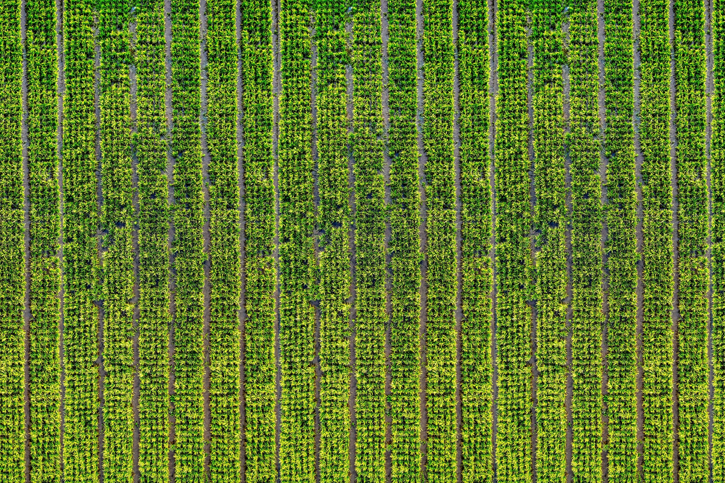 an aerial view of a field of crops, a stock photo, by Karl Völker, pexels contest winner, vines hanging down, vertical lines, 3 2 x 3 2, hi resolution