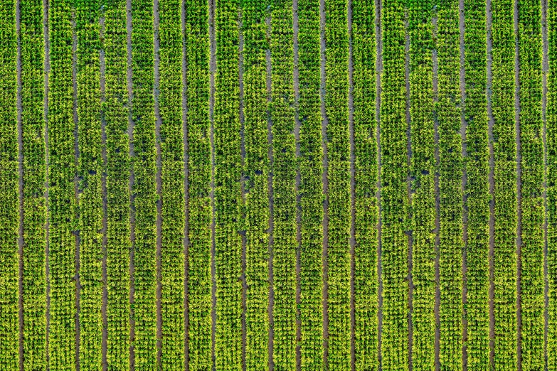 an aerial view of a field of crops, a stock photo, by Karl Völker, pexels contest winner, vines hanging down, vertical lines, 3 2 x 3 2, hi resolution