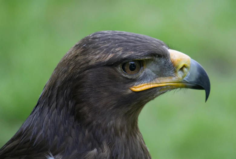 a close up of a bird of prey, pexels contest winner, hurufiyya, long thick shiny gold beak, young male, upscaled to high resolution, high resolution photo