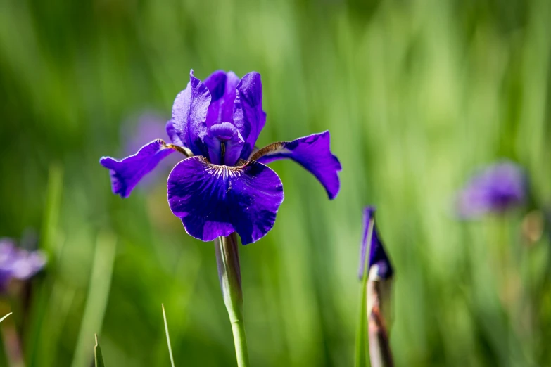 a close up of a purple flower in a field, a portrait, unsplash, hurufiyya, iris compiet, bright blue, ((purple)), botanic garden