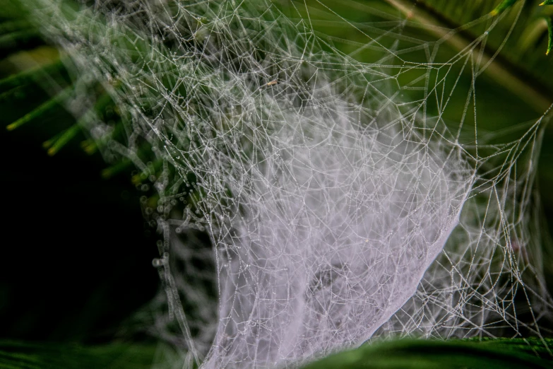 a close up of a spider web on a plant, a macro photograph, unsplash, net art, trailing white vapor, open synthetic maw, ignant, highly detailed 8k photography