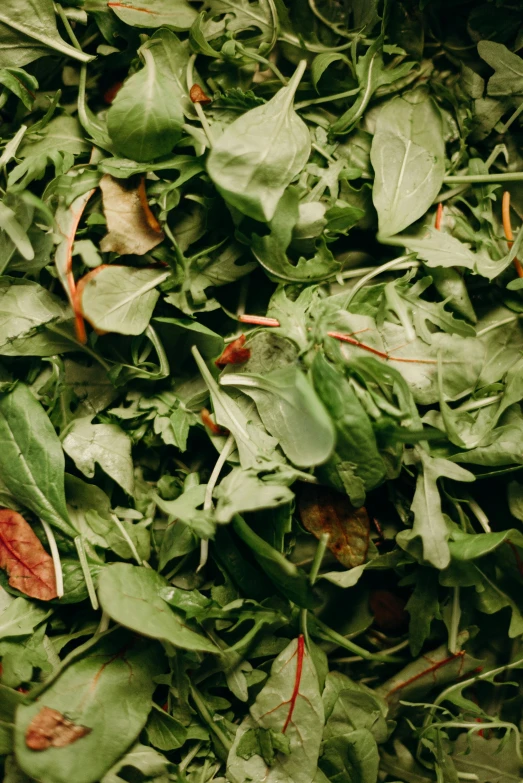 a close up of a pile of spinach leaves, renaissance, thumbnail, mix, cutting a salad, crispy quality