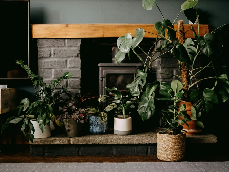 a fireplace filled with lots of potted plants, inspired by Lewis Henry Meakin, pexels contest winner, cozy studio photography, in a row, lush greens, full product shot