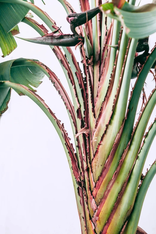 a close up of a banana tree with green leaves, inspired by Patrick Pietropoli, renaissance, with damaged rusty arms, set against a white background, sleek spines, zoomed out shot