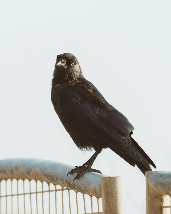 a black bird sitting on top of a metal fence, sitting on top a table, profile image, smirking, multiple stories