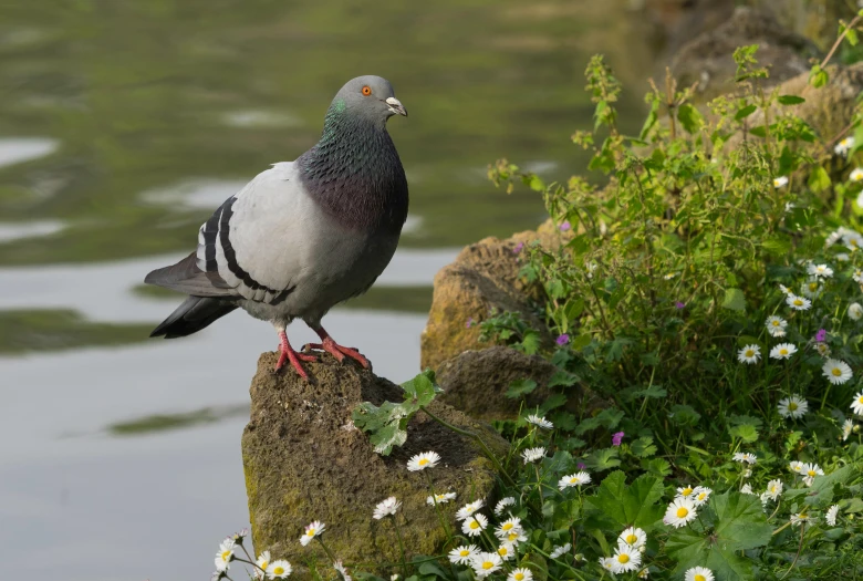 a pigeon sitting on a rock next to a body of water, pexels contest winner, renaissance, flowers around, king of the hill, grey-eyed, male and female