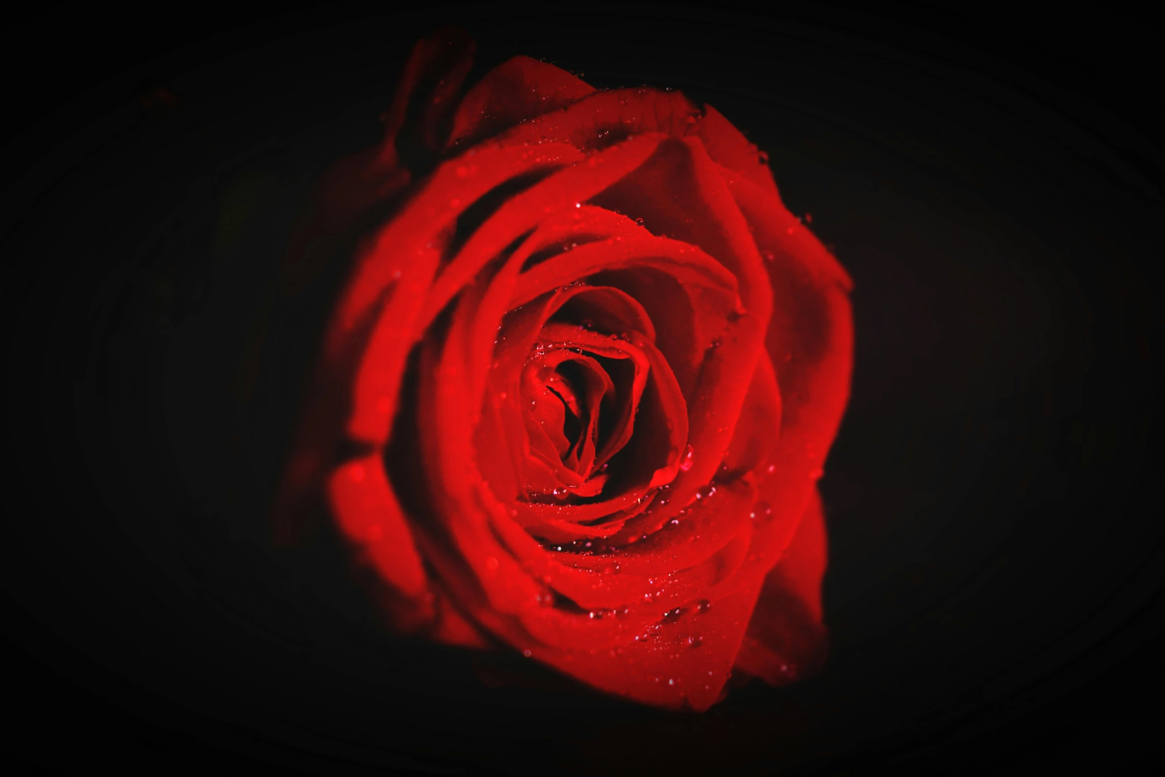 a red rose with water droplets on it, an album cover, by Adam Marczyński, pexels, glowing in the dark, low detailed, black, modeled