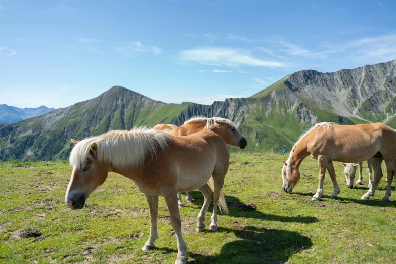 a group of horses standing on top of a lush green hillside, by Werner Andermatt, pexels contest winner, figuration libre, ready to eat, a blond, 1 4 9 3, alp