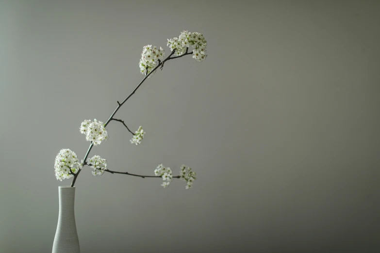 a white vase with some white flowers in it, inspired by Robert Mapplethorpe, unsplash, minimalism, twigs, taken with sony alpha 9, sakura flowers, background image