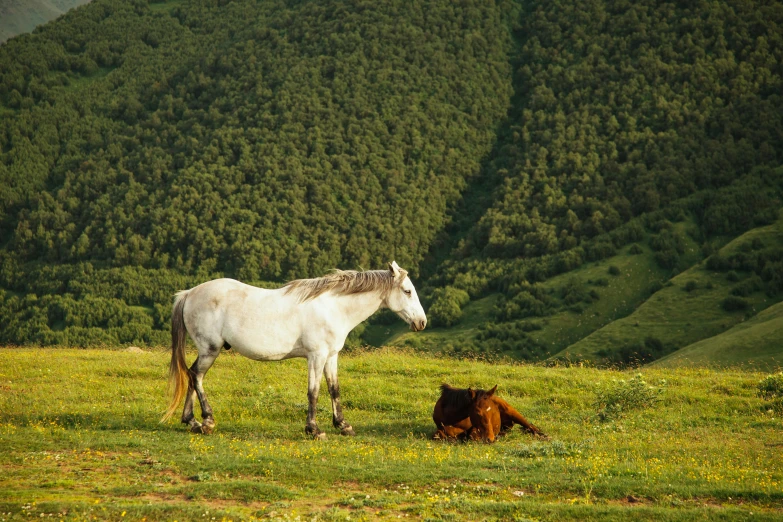 a white horse standing next to a brown horse, by Muggur, rolling green hills, conde nast traveler photo, khyzyl saleem, bears