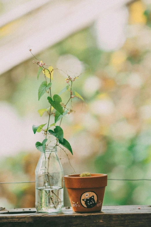 a potted plant sitting on top of a window sill, unsplash, ivy vine leaf and flower top, glass jar, garden setting, light haze