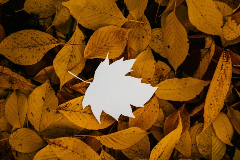 a leaf sitting on top of a pile of leaves, trending on pexels, paper cutout, gold and white, 1647, ocher