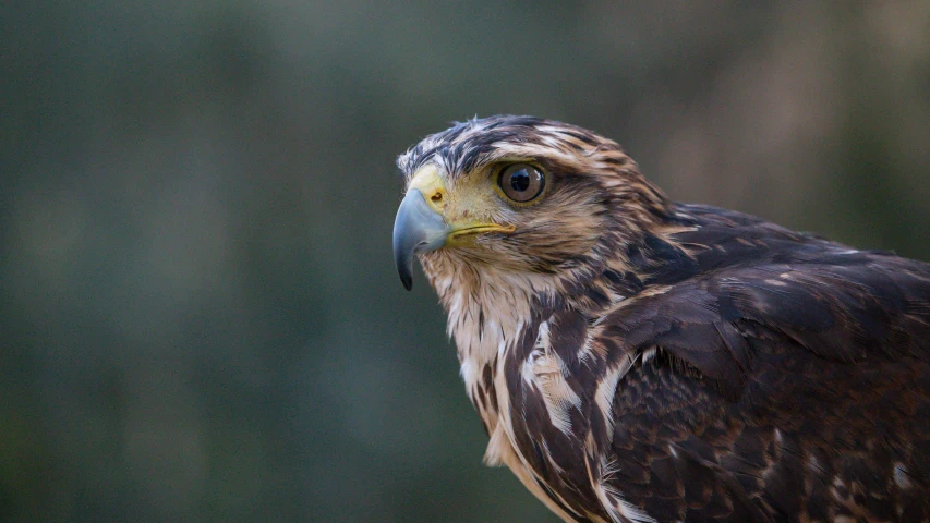 a close up of a bird of prey, pexels contest winner, hurufiyya, young male, half length shot, museum quality photo, portrait”