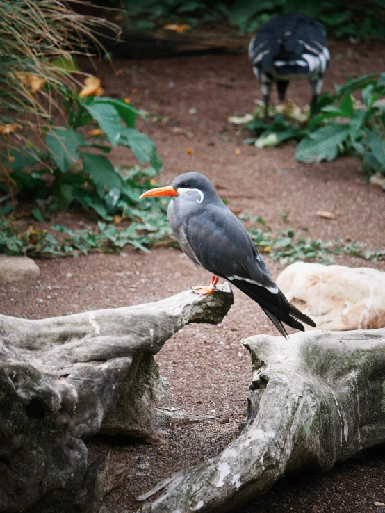 a bird that is sitting on a log, in the zoo exhibit, gray and orange colours, mystical kew gardens, center of picture