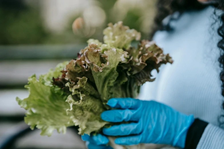 a woman in blue gloves holding a bunch of lettuce, by Daniel Lieske, pexels, renaissance, avatar image, brown, 🦩🪐🐞👩🏻🦳, sydney hanson