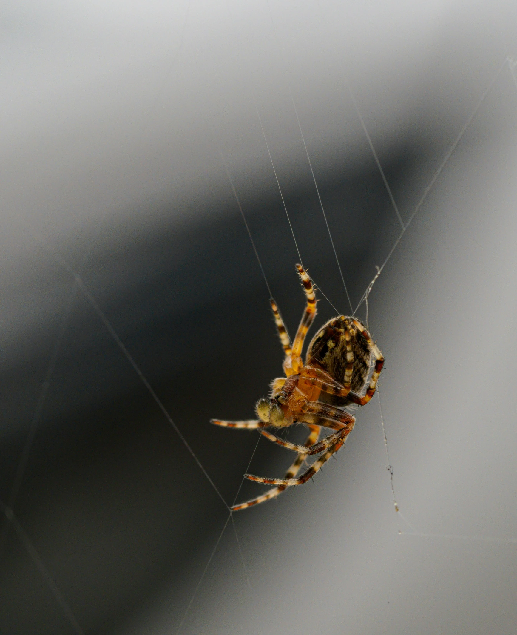 a close up of a spider on a web, by Attila Meszlenyi, on a gray background, near a window window, no cropping