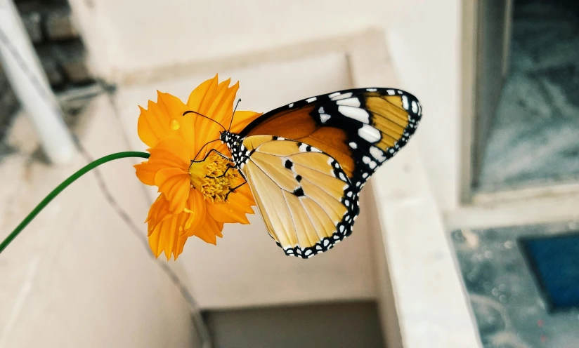 a butterfly sitting on top of a yellow flower, a cartoon, pexels contest winner, hyperrealism, floating in mid - air, slightly minimal, museum quality photo, fan favorite