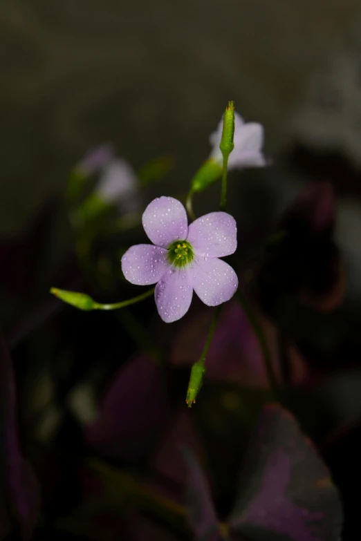 a small purple flower sitting on top of a purple plant, a macro photograph, by Jim Nelson, unsplash, indoor picture, portrait n - 9, green, softly shadowed