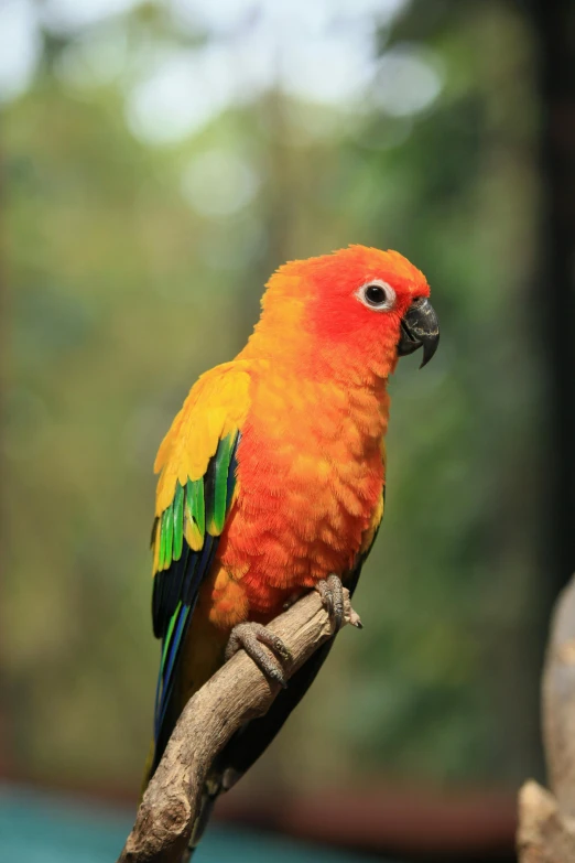 a colorful bird sitting on top of a tree branch, posing for a picture
