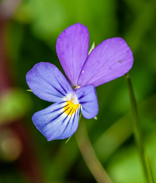 a close up of a small purple flower, by Joseph Severn, pexels contest winner, medium blue, flax, multi - coloured, delightful