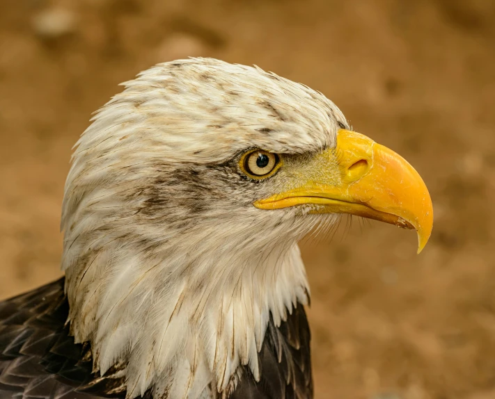 a close up of a bald eagle's head, pexels contest winner, 🦩🪐🐞👩🏻🦳, high quality photo, profile image, frontal pose