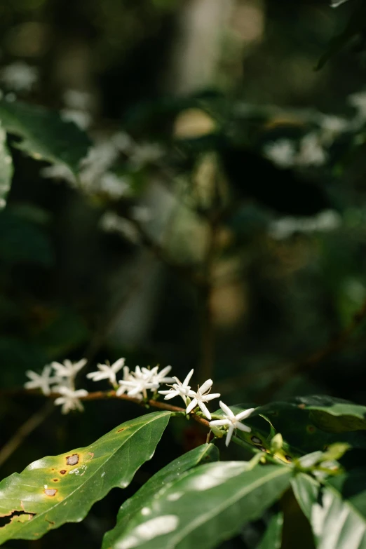 a close up of a plant with white flowers, celebration of coffee products, lush forest foliage, shot with hasselblad, carson ellis