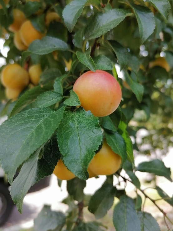 a close up of a tree with fruit on it, (light orange mist), uncrop, an award winning, yellow