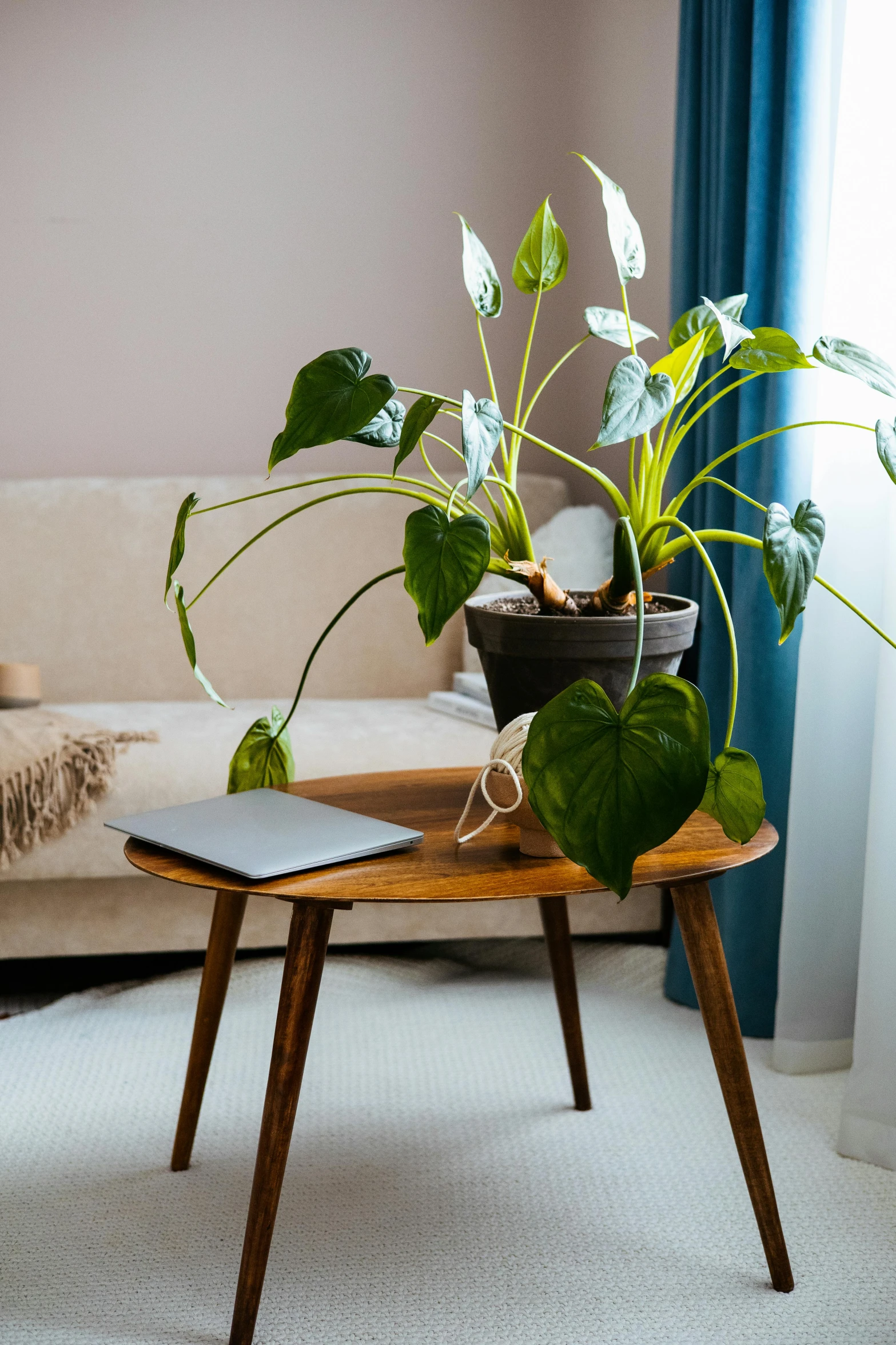 a living room with a couch and a coffee table, a still life, inspired by Constantin Hansen, shutterstock contest winner, art nouveau, alien plant, on a wooden tray, medium shot taken from behind, home office