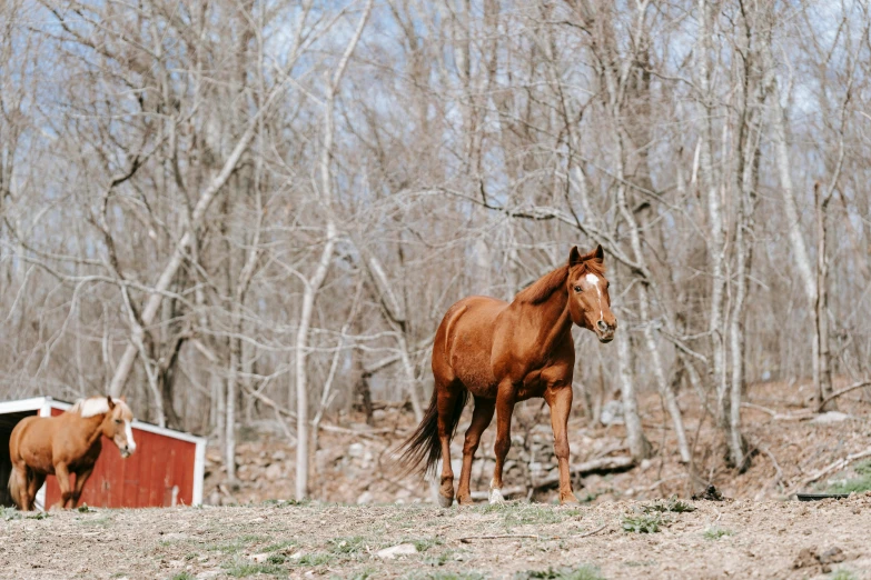 a couple of horses that are standing in the dirt, by Carey Morris, unsplash contest winner, renaissance, william penn state forest, next to a red barn, photograph of april, horse on top