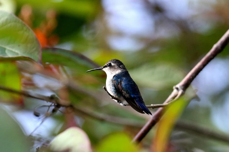 a small bird sitting on top of a tree branch, bee hummingbird, birds eye photograph