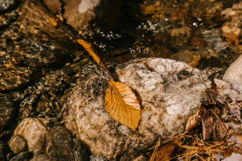 a leaf that is laying on some rocks, unsplash, land art, brown, small river, thumbnail, shot on sony a 7