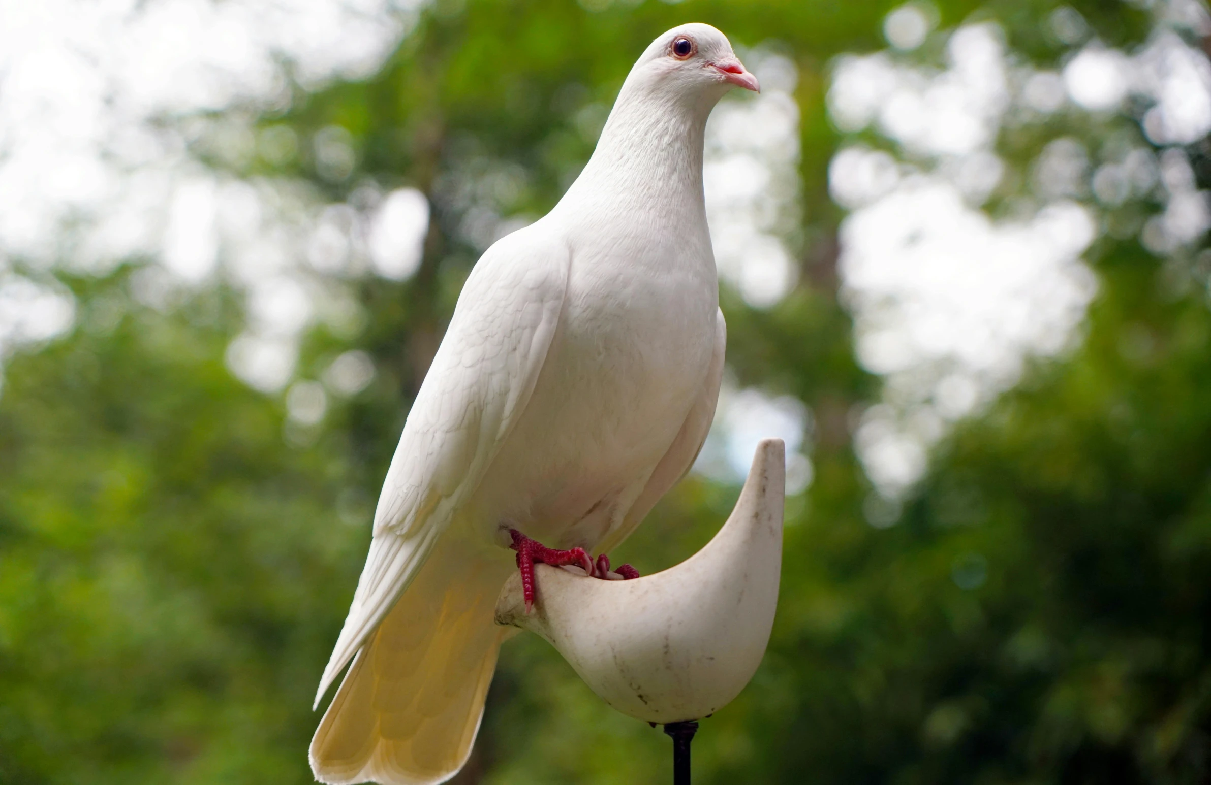 a white pigeon sitting on top of a bird feeder, an album cover, pexels contest winner, hurufiyya, albino skin, smooth shank, rare bird in the jungle, highly polished