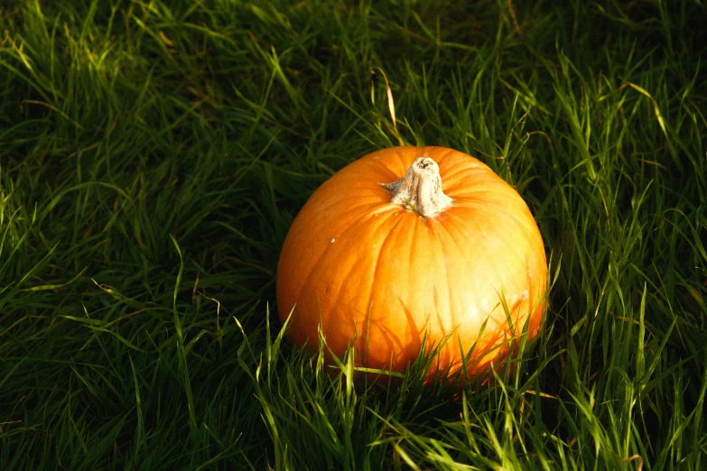 a small orange pumpkin sitting on top of a lush green field, in the spotlight, lying on the grass, square, laura watson