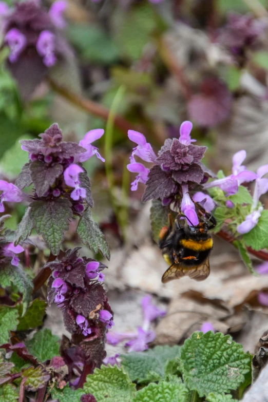 a bee sitting on top of a purple flower, purple foliage, aged 2 5, in the middle of a small colony, mint