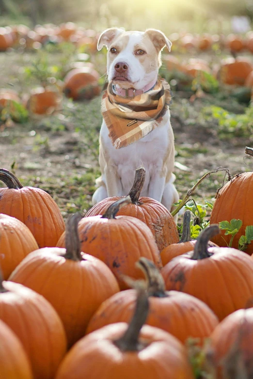 a dog sitting in a field of pumpkins, pitbull, multiple stories, square, il