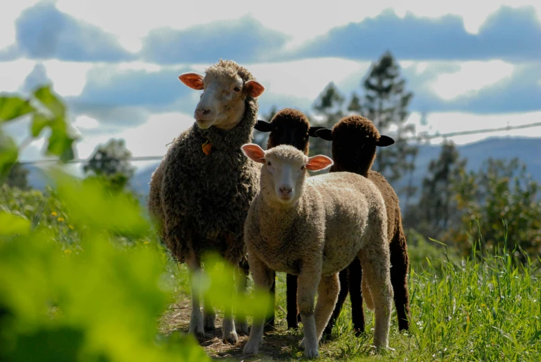 a herd of sheep standing on top of a lush green field, profile image